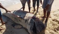 This handout picture taken and released on July 30, 2020 by Indonesian nature conservation agency (BKSDA) shows villagers looking at a dead whale at Lie Jaka beach in Sabu Raijua, East Nusa Tenggara. Ten whales covered in deep cuts were found dead on an I