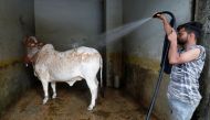 A worker uses a pressure hose on a bull during a spray wash, at an automobile service station, ahead of the Muslim festival of sacrifice Eid al-Adha, as the coronavirus disease (COVID-19) outbreak continues, in Karachi, Pakistan July 30, 2020. REUTERS/Akh