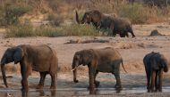 FILE PHOTO: A group of elephants are seen near a watering hole inside Hwange National Park, in Zimbabwe, October 23, 2019. REUTERS/Philimon Bulawayo/File Photo
