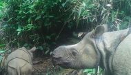 This handout still image photo taken from video footage on May 22, 2020 and released by the Environment and Forestry Ministry on September 20, 2020 shows a male Javan rhinoceros calve named Luther (L) in Ujung Kulon national park in Indonesia’s Banten pro