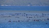 Stranded pilot whales are seen in Macquarie Heads, Tasmania, Australia September 21, 2020, in this picture obtained from social media. RYAN BLOOMFIELD/via REUTERS