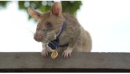 Magawa, an African giant pouched rat wearing his gold medal received from PDSA for his work in detecting landmines in Siem Reap, Cambodia. 