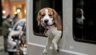 A dog aboard a vehicle reacts after being blessed at drive-thru pet blessing amid the coronavirus disease (COVID-19) outbreak on World Animal Day, in Eastwood Mall, Quezon City, Philippines, October 4, 2020. REUTERS/Eloisa Lopez