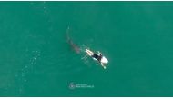 A shark swims close to World championship tour surfer Matt Wilkinson World at Sharpes Beach, New South Wales, Australia, October 7, 2020 in this photo supplied by Surf Life Saving NSW. Surf Life Saving NSW/via REUTERS