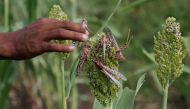 FILE PHOTO: A farmer picks locusts from his sorghum farm in Jawaha village near Kamise town Amhara region, Ethiopia October 15, 2020. October 15, 2020. REUTERS/Tiksa Negeri