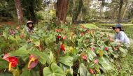 This photo taken on October 28, 2020 shows pulling weeds from a bed of plants at a park in Baguio City, north of Manila, as a spate of plant thefts from public parks in the city prompted authorities to tighten security and issue a plea for people to leave