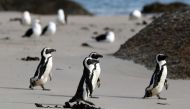 Group of endangered African penguins walk across Seaforth Beach, near Cape Town, South Africa, November 3, 2020. Picture taken November 3, 2020. REUTERS/Sumaya Hisham