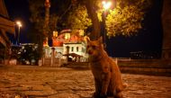 A stray cat sits on the deserted Ortakoy square during a night-time curfew aimed at curbing the spread of the Covid-19 pandemic caused by the novel coronavirus, in Istanbul, on November 28, 2020. A partial curfew from 8pm to 10am started in Turkey on Nove