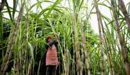 A sugarcane farmer at Zhongba, a small island near to the southwestern city of Chongqing. AFP / NOEL CELIS