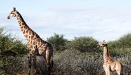 A dwarf giraffe named ‘Nigel’, born in 2014, stands with an adult male giraffe at an undisclosed location in Namibia, March 26, 2018. Picture taken March 26, 2018. Emma Wells/Giraffe Conservation Foundation/Handout via REUTERS 