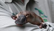 Annie the Platypus is seen during a World Wildlife Day announcement pledging to save the Australian platypus from extinction, at Taronga Zoo in Sydney, Australia, March 3, 2021. AAP Image/Dean Lewins/via REUTERS