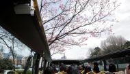 Passengers wearing protective face masks enjoy viewing blooming cherry blossoms from an open-top sightseeing bus, operated by Hato Bus Co., after Japan's government lifted the coronavirus disease (COVID-19) state of emergency in the Tokyo area, in Tokyo, 