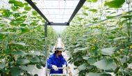 A farmer gathers cucumbers at Hengda greenhouse in Shanghai, China May 25, 2021. Picture taken May 25, 2021. REUTERS/Aly Song