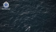 An aerial view of an entangled whale in this handout picture, off the coast of New South Wales, Australia June 7, 2021. NSW POLICE/Handout via REUTERS