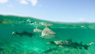 Lemon sharks swim in a lagoon in Bimini, The Bahamas.