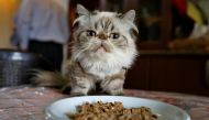 A cat eats in a home in Amman, March 17, 2015. REUTERS/Muhammad Hamed/File Photo