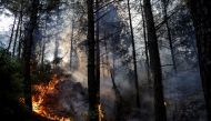 Trees burn in flames during a wildfire near Marmaris, Turkey, July 31, 2021. REUTERS/Umit Bektas
