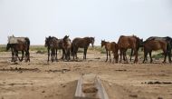 Horses graze in the steppe outside the village of Akshymyrau amid severe drought in Mangistau Region, Kazakhstan July 27, 2021. Picture taken July 27, 2021. REUTERS/Pavel Mikheyev