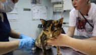 A cat injured during a wildfire in the village of Byas-Kyuyol and then rescued by local volunteers receives treatment at a veterinary clinic in Yakutsk, Russia August 10, 2021. REUTERS/Roman Kutukov
