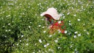 A picker harvests jasmine flowers to be used to make Chanel No. 5 perfume at the Mul family fields in Pegomas near Grasse, in southern France, August 26, 2021. Picture taken August 26, 2021. REUTERS/Eric Gaillard