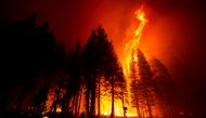 Flames leap above trees in the Caldor Fire near Phillips, California, U.S., August 29, 2021. REUTERS/Fred Greaves