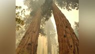 Twitter: Sequoia & Kings Cyn
