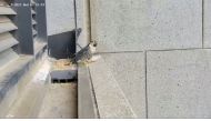 A falcon looks on after stepping away from its nest with eggs upon experiencing tremors from a magnitude 6.0 earthquake that struck near Melbourne, Victoria, Australia, September 22, 2021, in this still image from video obtained via social media. MIRVAC v