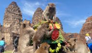 Monkeys eat fruit during the annual Monkey Festival in Lopburi province, Thailand, November 28, 2021. Reuters/Jiraporn Kuhakan