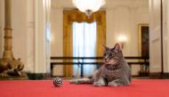 Willow, U.S. President Joe Biden and first lady Jill Biden’s new pet cat, is seen in a White House handout photo as she sits in the Cross Hall of the White House in Washington, U.S., January 27, 2022. Picture taken January 27, 2022. Erin Scott/The White House/Handout via REUTERS 