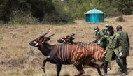 Two out of the five critically endangered Mountain Bongos (Tragelaphus eurycerus isaaci) run after being released into the Mawingu Mountain Bongo Sanctuary near Nanyuki, Kenya, March 9, 2022. Picture taken March 9, 2022. REUTERS/Baz Ratner