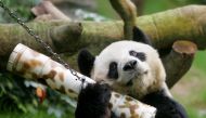 Male giant panda An An shakes a 'puzzle feeder' at the Ocean Park in Hong Kong, China March 9, 2006. REUTERS/Bobby Yip/File Photo