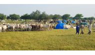 Boys move in the temporary nomad camp, as the herd of cattle prepares to leave to seek new suitable pastures, in Lake Chad province, Chad, September 11, 2022. REUTERS/Mahamat Ramadane