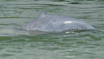 File photo for representational purposes showing a dolphin in the Mekong River in Phnom Penh. AFP.