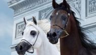 Preparations for the Katara_International_Arabian_Horse_Festival, the 3rd editio