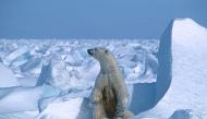 In this file photo taken on January 01, 1985, a handout photo made available on July 17, 2020 by Polar Bears International shows a polar bear with its cubs in the Sea Ice, northeast of Prudhoe Bay in Alaska in 1985. (Photo by Steven C. Amstrup / Polar Bears International / AFP)