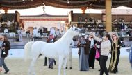 A horse taking part in the qualifying round.