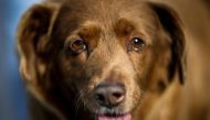 A picture taken on February 12, 2023 shows Bobi, a 30 year-old Portuguese dog that has been declared the world's oldest dog by Guinness World Records, at his home in the village of Conqueiros near Leiria. (Photo by PATRICIA DE MELO MOREIRA / AFP)