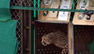 In this file handout photograph taken on September 17, 2022, and released by the Indian Press Information Bureau (PIB), shows a wild cheetah being released at Kuno National Park in Madhya Pradesh state. (Photo by PIB via AFP) 