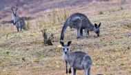 (Files) This file photo taken on January 6, 2020 shows kangaroos in Merimbula, in Australia's New South Wales state. (Photo by Saeed Khan / AFP)