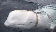 This file handout photo taken on April 26, 2019 released by Norwegian Directorate of Fisheries (Sea Surveillance Service) shows a white whale wearing a harness, which was discovered by fishermen off the coast of northern Norway. (Photo by Jorgen Ree Wiig / various sources / AFP) 