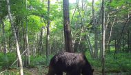 This handout photo taken on June 25, 2023 and released to AFP courtesy of the town of Shibecha in Japan's northern Hokkaido prefecture on August 22, 2023 shows a bear believed to be 