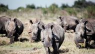 Rhinos are seen at an undisclosed location in the North-West Province of South Africa, on April 2, 2023. (Photo by Luca Sola / AFP)
