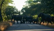 Elephants cross a road early morning, outside the Hwange National Park, Hwange, Zimbabwe, on May 26, 2022. (Photo by Zinyange Auntony / AFP)

