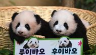 Panda cubs Rui Bao (L) and Hui Bao (R), who were born 97 days ago in South Korea, are seen during a ceremony to reveal their names at Everland Amusement and Animal Park in Yongin on October 12, 2023. (Photo by Jung Yeon-je / AFP)