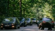 A bear eats a sandwich thrown by a passing driver, on September 29, 2023, on a road in Covasna, Romania. (Photo by Andrei Pungovschi / AFP)