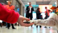 Comfort Dog Pepper, a Terrier Mix, gives the paw to its trainer during a mission at the Berlin Brandenburg Airport BER in Schoenefeld, on October 20, 2023. (Photo by Tobias Schwarz / AFP) 