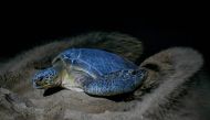 In this picture taken on November 28, 2023, a green turtle covers her eggs with sand on Sandspit beach in Karachi. (Photo by Asif Hassan / AFP)
