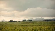 Sugar cane plantations are seen on the outskirts of Port Louis on January 6, 2024. (Photo by Gianluigi Guercia / AFP)
