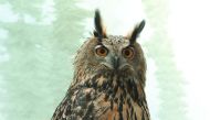 WCS / X (Flaco, the Eurasian Eagle Owl. Photo credit: Julie Larsen ©WCS)
