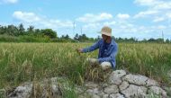This photo taken on February 23, 2024 shows a farmer looking at his crop in a dry rice field amid a long heatwave in southern Vietnam's Ca Mau province in the Mekong Delta region, known as 